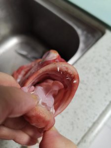 ​鱼有舌头吗？