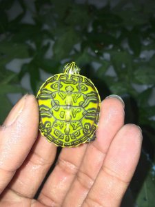​火焰龟就是巴西龟！
