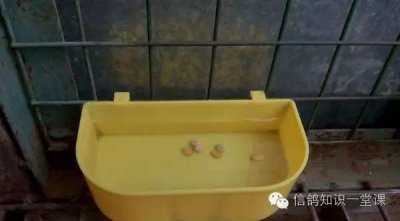 ​1-3月龄幼鸽管理(图)