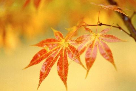 2015幽怨唯美的古风诗词汇总