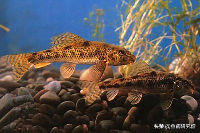 ​常见的池塘野杂鱼之棒花鱼