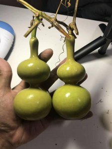 ​如何在家种植文玩葫芦