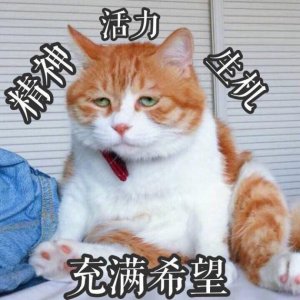 ​日常吸猫表情包合集第二弹，再来吸啊！