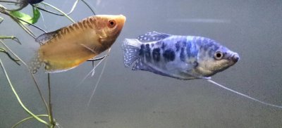 ​每天认识一种鱼(曼龙鱼)