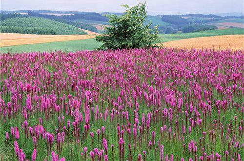 关于中秋节的好句好段大全