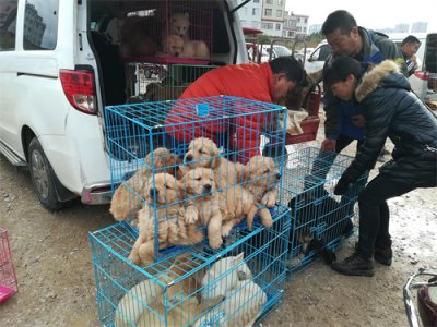 ​狗市：拉布拉多和金毛，800元一只，品相好被人全部预订！