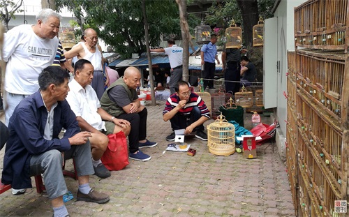 郑州路边宠物市场人扎堆 鹦鹉6万不卖