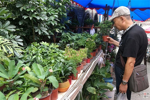 郑州路边宠物市场人扎堆 鹦鹉6万不卖