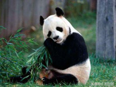 ​熊猫外交，你了解多少