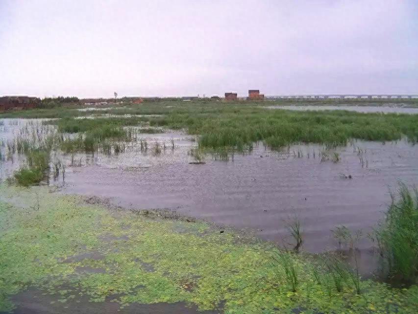 旅游好去处——呼兰河口湿地公园