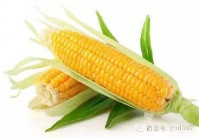 ​科普水果玉米是转基因食品吗？