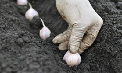 ​秋播大蒜的种植方法，各个环节要怎么进行管理？