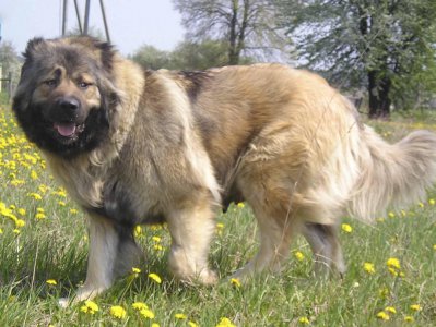 ​犬中之王：高加索犬，估计很少人敢养
