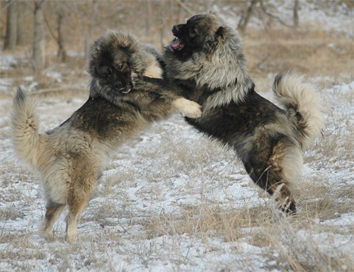 犬中之王：高加索犬，估计很少人敢养