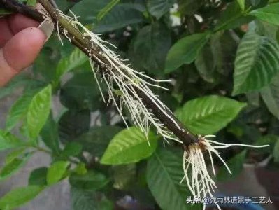 ​生根粉是什么？生根粉的使用方法