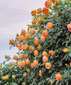 ​藤本月季中的经典-夏洛特夫人