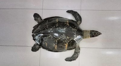 ​为镇宅旅游时购买玳瑁标本，触犯刑法悔不当初