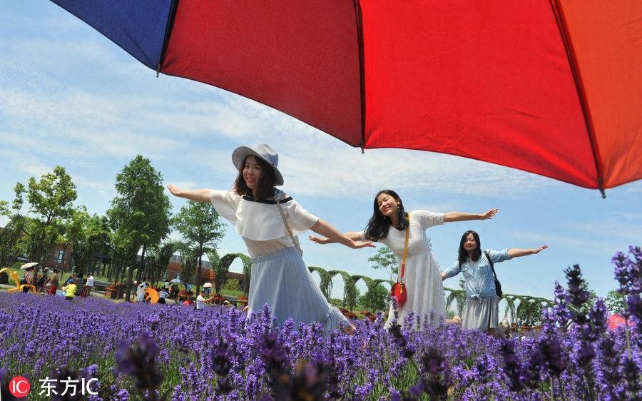 紫色花海迎客来 上海最大薰衣草花田进入最美盛花期