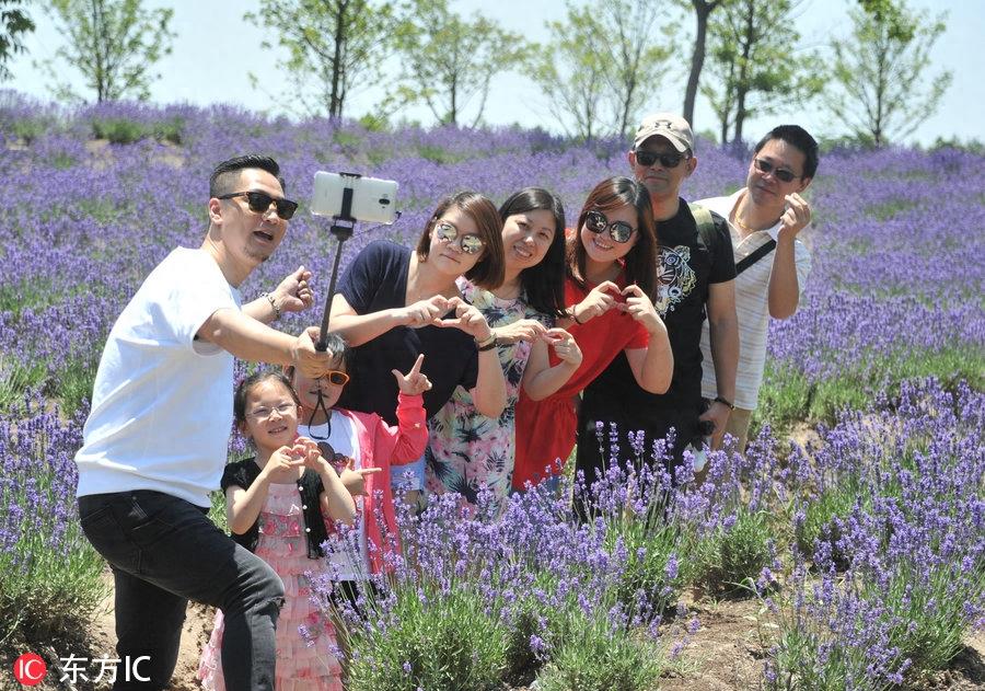 紫色花海迎客来 上海最大薰衣草花田进入最美盛花期