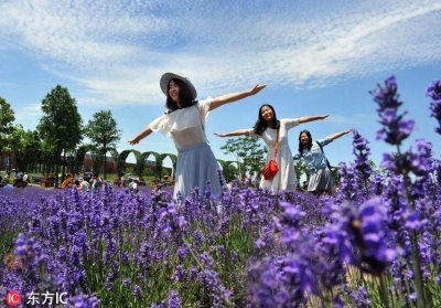 ​紫色花海迎客来 上海最大薰衣草花田进入最美盛花期