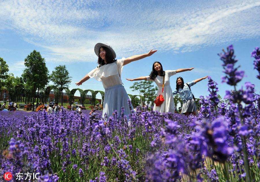 紫色花海迎客来 上海最大薰衣草花田进入最美盛花期