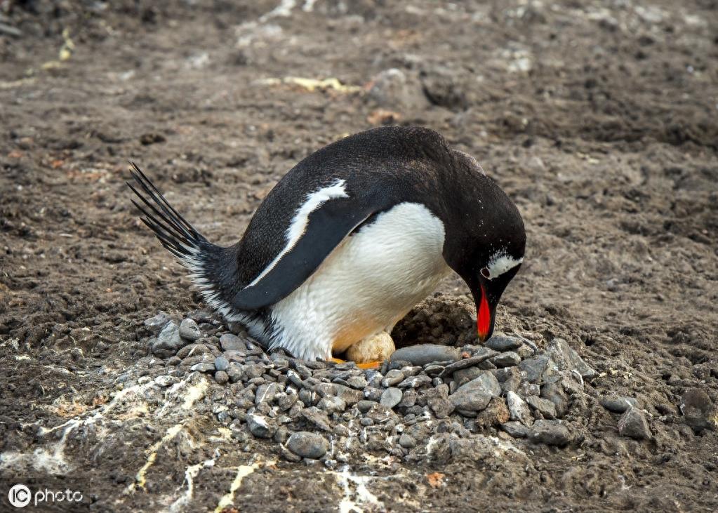 巴布亚企鹅（Pygoscelis papua）
