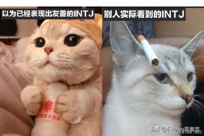 ​最近爆火的INTJ人格是什么？这群人有什么特别之处？