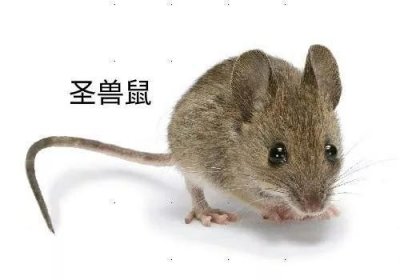 ​十二圣兽来历传说及各自命运总结