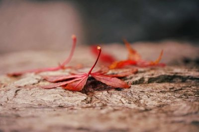 ​祭奠刚刚离世的亲人朋友圈说说 祝福老人在天堂的句子