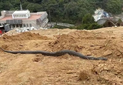 ​河北砖厂施工期间洞中挖出巨蟒，吓得众人四散逃跑，到底怎么回事