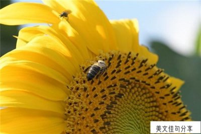 ​共勉的经典句子简短（共勉的人生哲理语录）