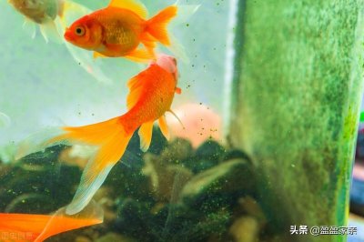 ​家里如何养鱼