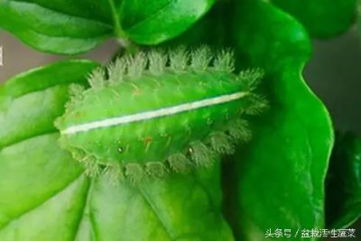 ​农村被洋辣子蛰后，不要惊慌离开，有种办法可马上止痛驱痒