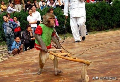 ​耍猴：虐待动物的非遗，请不要“传承”下去了