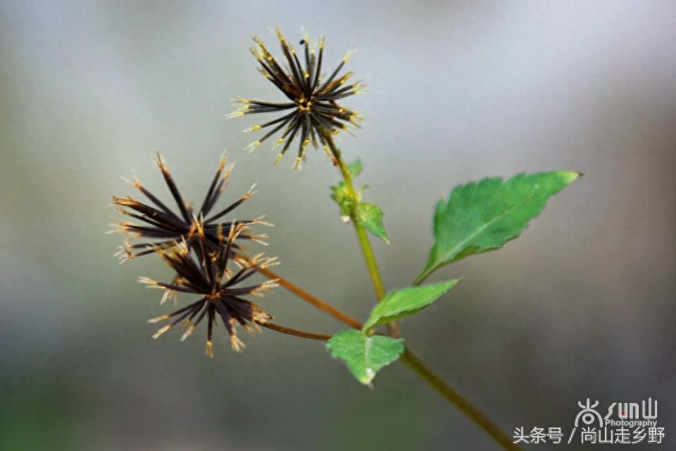 这种粘身上甩不掉的野草叫鬼针草，是民间常用草药！