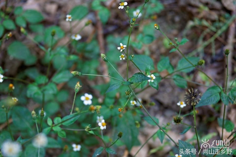 这种粘身上甩不掉的野草叫鬼针草，是民间常用草药！