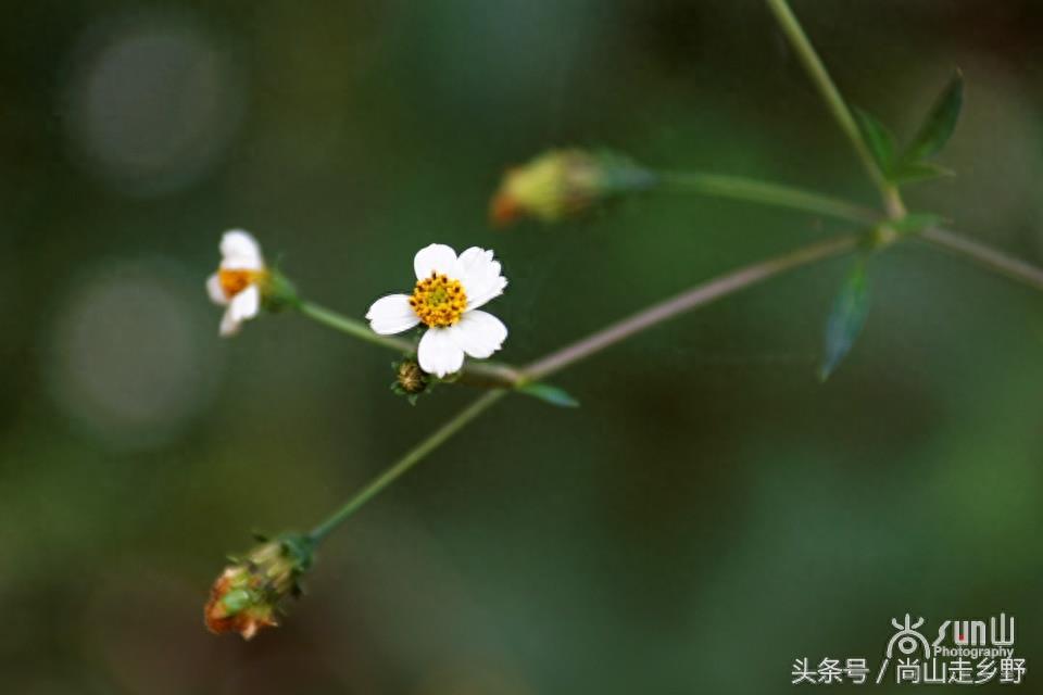 这种粘身上甩不掉的野草叫鬼针草，是民间常用草药！