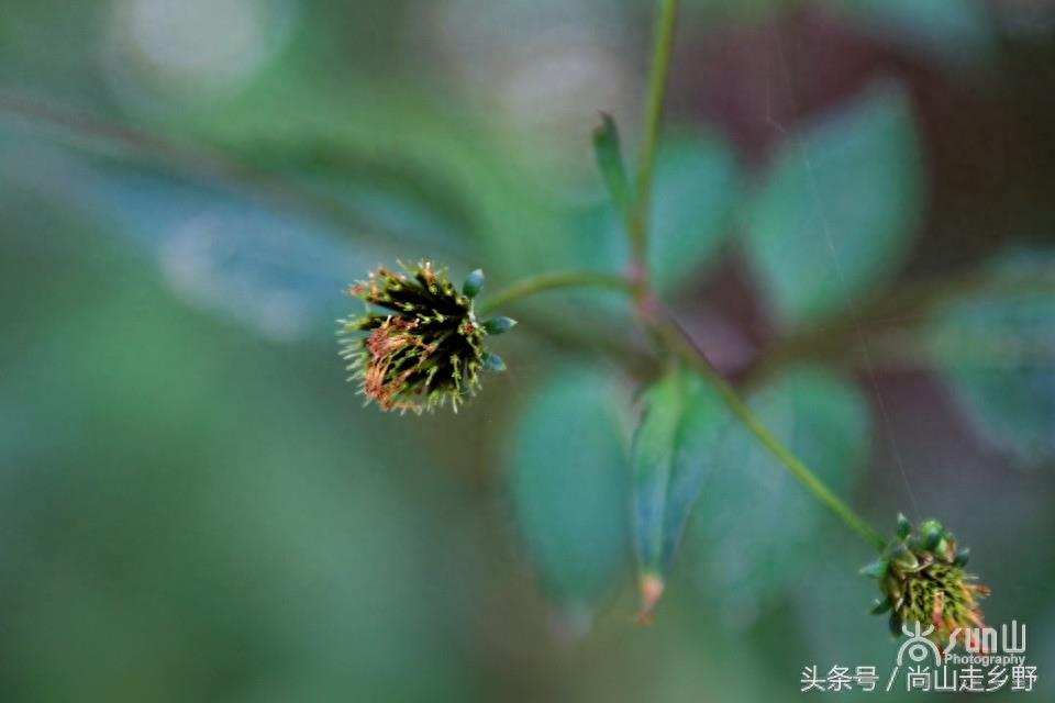 这种粘身上甩不掉的野草叫鬼针草，是民间常用草药！