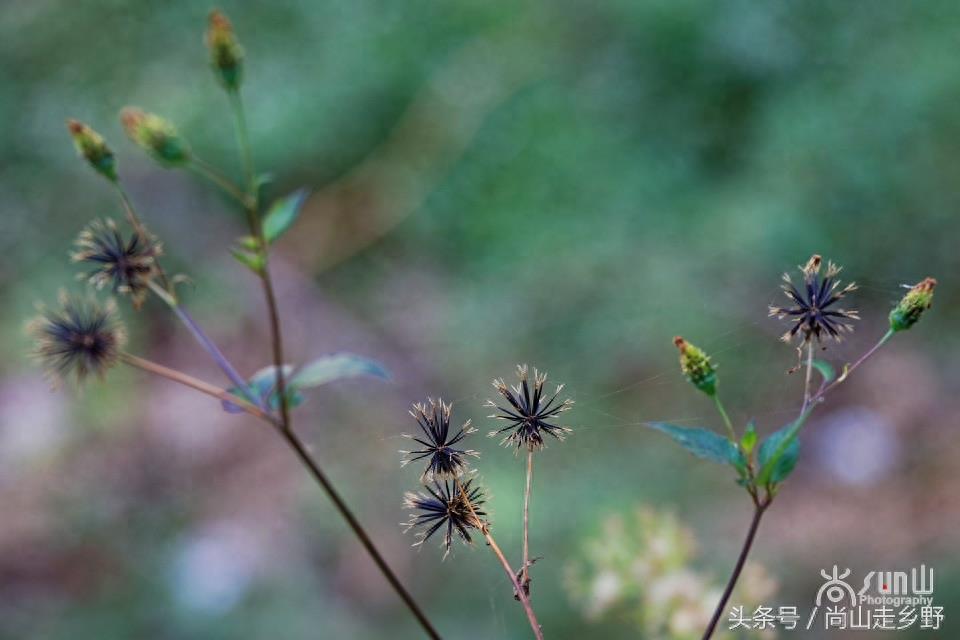 这种粘身上甩不掉的野草叫鬼针草，是民间常用草药！