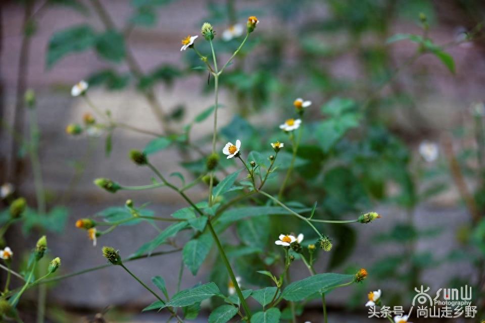 这种粘身上甩不掉的野草叫鬼针草，是民间常用草药！