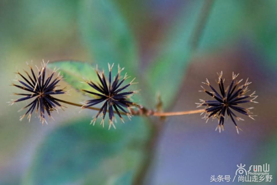 这种粘身上甩不掉的野草叫鬼针草，是民间常用草药！