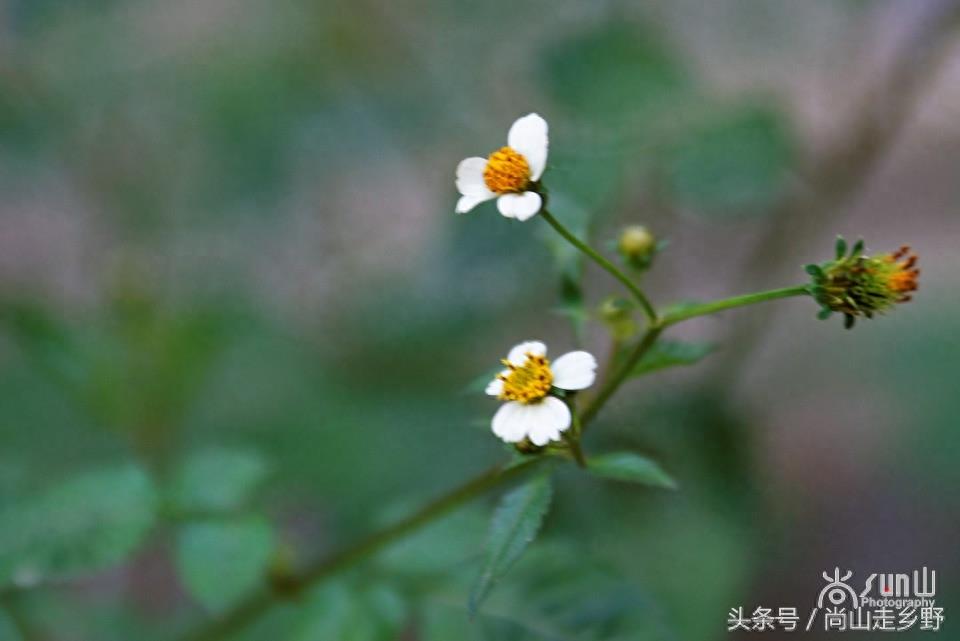 这种粘身上甩不掉的野草叫鬼针草，是民间常用草药！