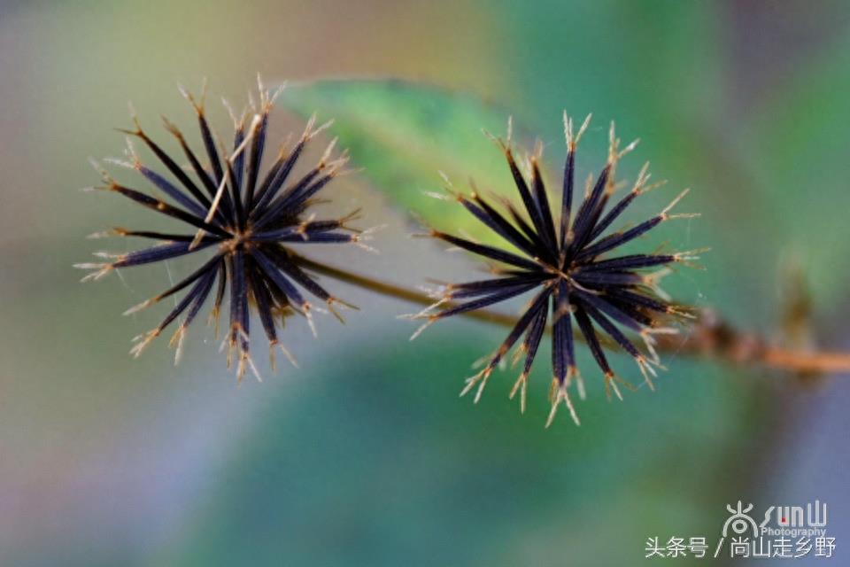 这种粘身上甩不掉的野草叫鬼针草，是民间常用草药！