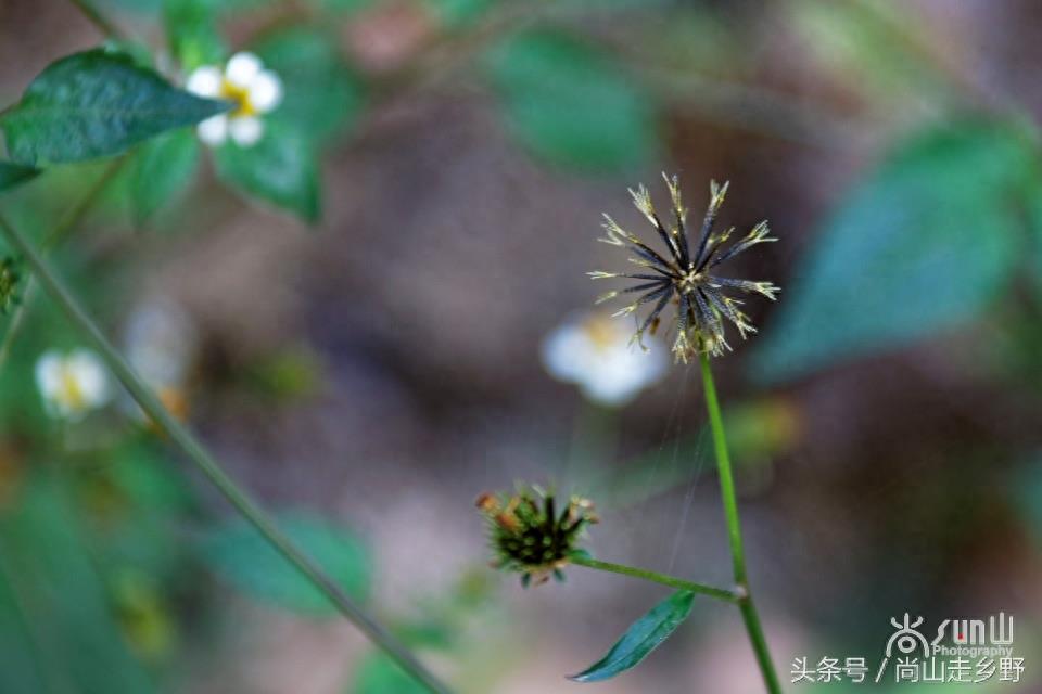这种粘身上甩不掉的野草叫鬼针草，是民间常用草药！