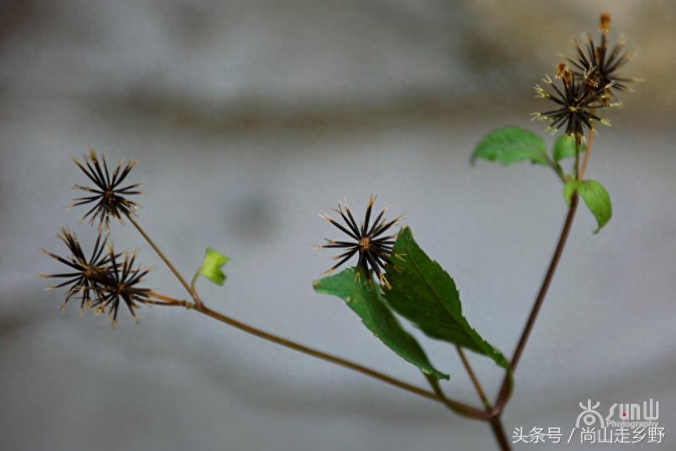 这种粘身上甩不掉的野草叫鬼针草，是民间常用草药！