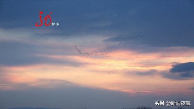 ​美图预警！上万只大雁北归 牡丹江畔歇脚