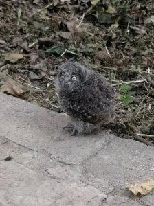 ​市民路边捡到一只幼鸟，专家：系国家二级保护动物东方角鸮