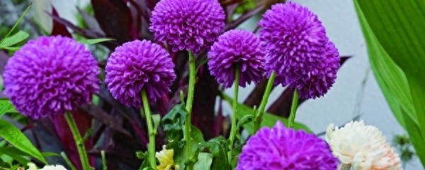 乒乓球花的养殖方法和注意事项(乒乓球花几天浇一次水)