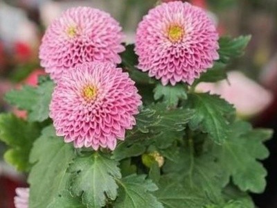 乒乓球花的养殖方法和注意事项(乒乓球花几天浇一次水)