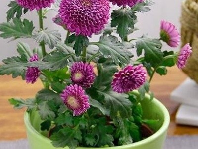 乒乓球花的养殖方法和注意事项(乒乓球花几天浇一次水)